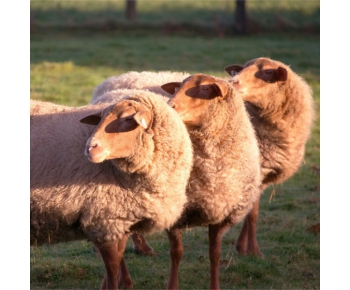 微波检测技术在饲料工业中的应用